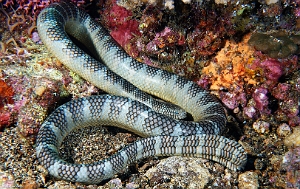 Banda Sea 2018 - DSC06173_rc - Chinese Sea Snake - Laticauda semifasciata